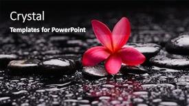  Presentation with plumeria - Cool new presentation theme with spa-still-life-of-blooming backdrop and a black colored foreground