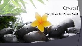  Presentation with plumeria - Amazing presentation having spa-still-life-of-blooming backdrop and a pink colored foreground