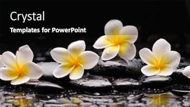  Presentation with zen stones - Colorful slides enhanced with spa-still-life-of-blooming backdrop and a black colored foreground