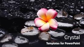  Presentation with plumeria - Beautiful presentation featuring spa-still-life-of-blooming backdrop and a dark gray colored foreground