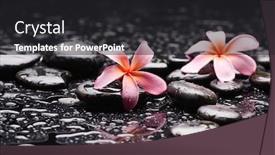  Presentation with plumeria - Colorful theme enhanced with spa-still-life-of-blooming backdrop and a dark gray colored foreground