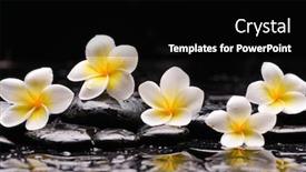  Presentation with zen stones - Slides consisting of spa-still-life-of-blooming background and a black colored foreground
