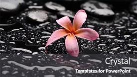  Presentation with zen stones - Beautiful presentation design featuring spa-still-life-of-blooming backdrop and a dark gray colored foreground