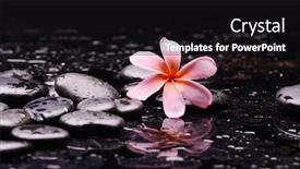  Presentation with zen stones - PPT layouts having spa-still-life-of-blooming background and a black colored foreground