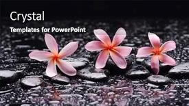  Presentation with zen stones - PPT layouts featuring spa-still-life-of-blooming background and a black colored foreground