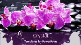  Presentation with pink-black - Presentation design enhanced with spa-still-life-of-branch background and a violet colored foreground