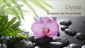  Presentation with green life - Slide deck with spa-still-life-of-pink background and a soft green colored foreground