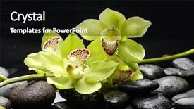  Presentation with green life - Cool new presentation theme with spa still life with branch backdrop and a  colored foreground