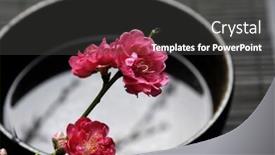  Presentation with sakura - Presentation with spa still life with branch of red cherry blossom sakura in bowl background and a dark gray colored foreground