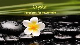  Presentation with frangipani flowers - Presentation theme consisting of spa-still-life-with-frangipani background and a tawny brown colored foreground