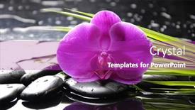  Presentation with green life - Slides having spa still life with macro of orchid and stone with green leaf background and a purple colored foreground