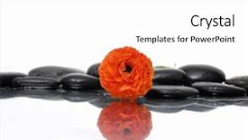  Presentation with zen stones - Presentation design with spa still life with orange ranunculus and zen stones background and a white colored foreground