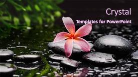  Presentation with frangipani flowers - Presentation enhanced with spa-still-life-with-pink background and a wine colored foreground