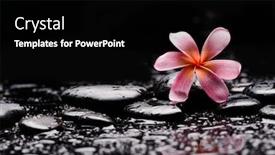  Presentation with frangipani flowers - Amazing presentation having spa-still-life-with-pink backdrop and a black colored foreground