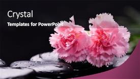  Presentation with pink black - Slide deck enhanced with spa-still-life-with-pink background and a black colored foreground