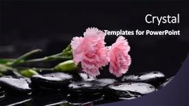  Presentation with pink black - Slides enhanced with spa-still-life-with-pink background and a black colored foreground