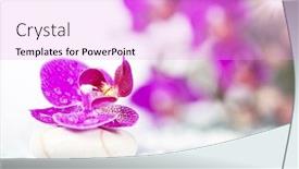  Presentation with zen stone - Audience pleasing theme consisting of spa still life with pink orchid and white zen stone backdrop and a lavender colored foreground