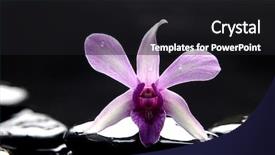  Presentation with orchid - Presentation having unrecognizable hiker man searches gps coordinates on tablet pc in summer forest background and a tawny brown colored foreground