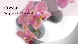  Presentation with zen stone - Beautiful PPT theme featuring spa still life with stripped lilac orchid and zen stone backdrop and a coral colored foreground