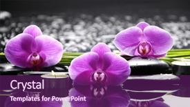  Presentation with green life - PPT theme consisting of spa still life with three orchid and stone with green leaf background and a violet colored foreground