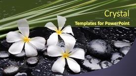  Presentation with frangipani flowers - Cool new presentation design with spa-still-life-with-three backdrop and a tawny brown colored foreground