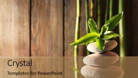  Presentation with spa stones leaves - PPT theme consisting of bamboo branches on mirror surface background and a coral colored foreground