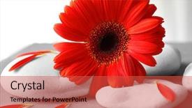  Presentation with stones - Amazing slide set having spa stones and gerbera backdrop and a red colored foreground