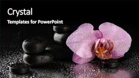  Presentation with orchid - Cool new presentation design with spa stones and orchid flower on wet grey background backdrop and a black colored foreground