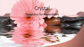  Presentation with pink white - Presentation theme enhanced with spa stones and pink daisy background and a lemonade colored foreground
