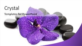  Presentation with stones - Colorful presentation theme enhanced with spa stones and purple flower backdrop and a white colored foreground
