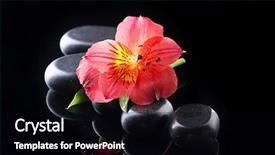  Presentation with stones - Colorful presentation theme enhanced with spa-stones-and-red-flower backdrop and a black colored foreground