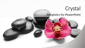  Presentation with orchid - Amazing PPT layouts having spa stones and red orchid backdrop and a  colored foreground