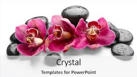  Presentation with orchids orchid red orchid orchid - Amazing PPT theme having spa stones and red orchid backdrop and a  colored foreground