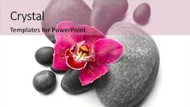  Presentation with orchids orchid red orchid orchid - Colorful PPT theme enhanced with spa stones and red orchid backdrop and a coral colored foreground
