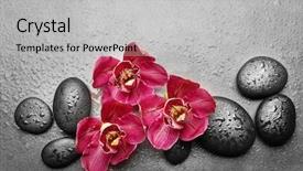  Presentation with red grey - Amazing PPT theme having spa stones and red orchid backdrop and a light gray colored foreground