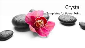  Presentation with orchids orchid red orchid orchid - PPT layouts consisting of spa stones and red orchid background and a white colored foreground