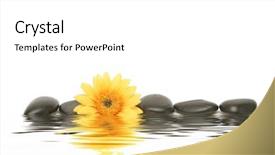  Presentation with daisy - Audience pleasing presentation theme consisting of spa stones and yellow daisy backdrop and a white colored foreground