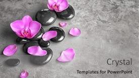  Presentation with orchid - Amazing presentation theme having orchid flowers on grey backdrop and a light gray colored foreground