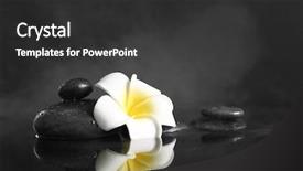  Presentation with dark flower - Presentation theme consisting of spa stones with plumeria flower background and a dark gray colored foreground