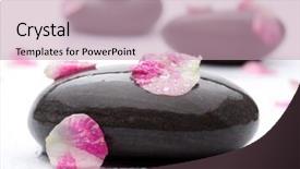  Presentation with white rose - Beautiful theme featuring spa stones with rose petals backdrop and a  colored foreground