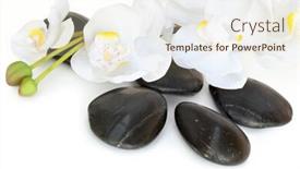  Presentation with treatment - Beautiful PPT theme featuring spa treatment massage stones with white orchid spray backdrop and a cream colored foreground