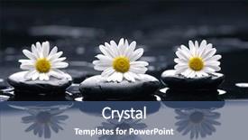  Presentation with gerbera daisy - Audience pleasing presentation consisting of space black - gerbera african daisy with therapy backdrop and a ocean colored foreground