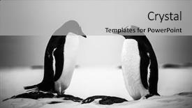  Presentation with coast - Colorful PPT layouts enhanced with space colony - two identical penguins resting backdrop and a light gray colored foreground