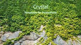  Presentation with green earth - Presentation design consisting of natural texture of green ivy background and a forest green colored foreground