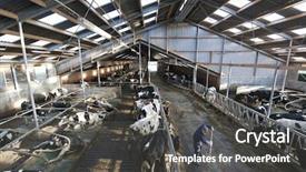  Presentation with dairy farm - Amazing slides having spacious skylights and a farm backdrop and a dark gray colored foreground