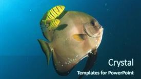 Presentation with fish tutrtle - Audience pleasing theme consisting of spadefish batfish and pilot jack backdrop and a ocean colored foreground
