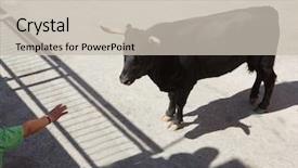  Presentation with traditional - Theme featuring spain running of the bulls background and a soft green colored foreground