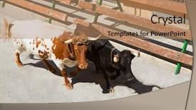  Presentation with traditional - Slide set having spain running of the bulls background and a coral colored foreground