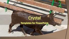 Presentation with traditional - Cool new slide set with spain running of the bulls backdrop and a tawny brown colored foreground