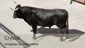  Presentation with spain - Presentation theme featuring spain running of the bulls background and a light gray colored foreground